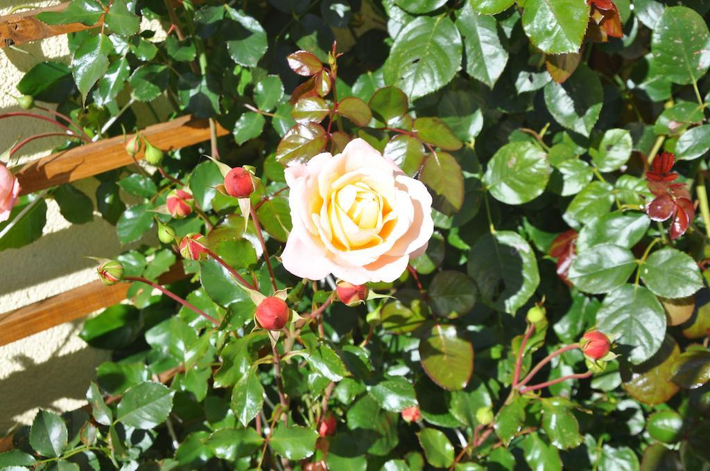 Pichl bei Aussee Bauernhof Haim-Schnepfleitner מראה חיצוני תמונה